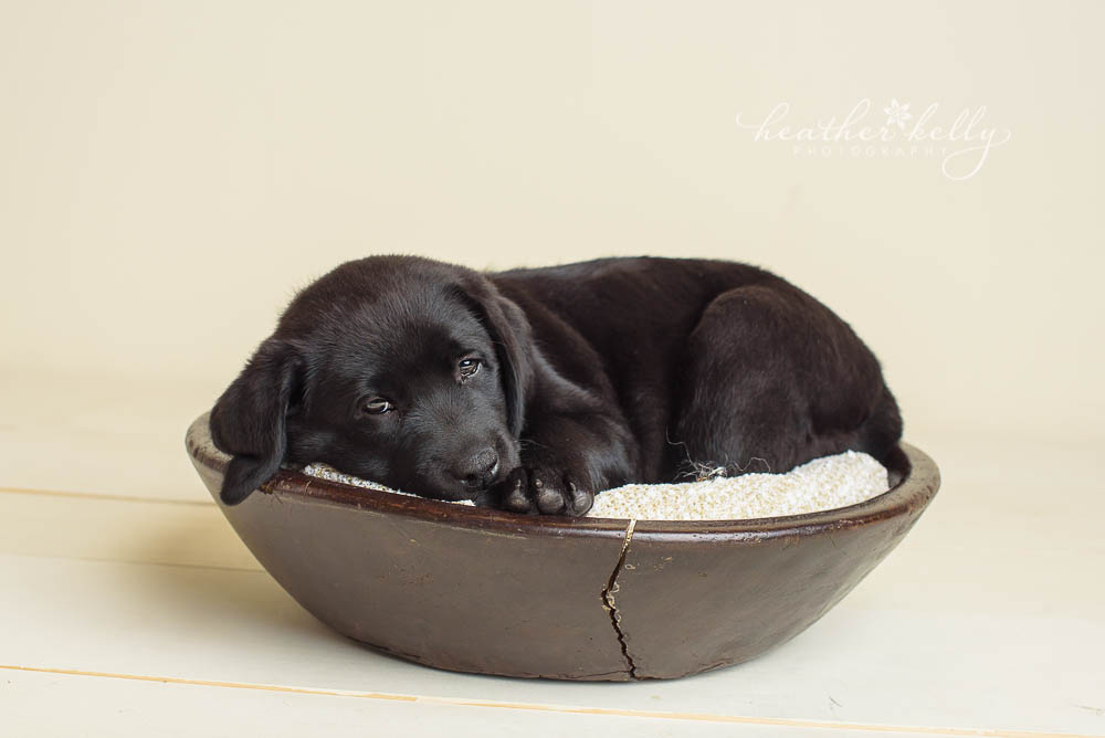 lab puppy sleeping in bowl during newborn puppy photo session in Newtown CT