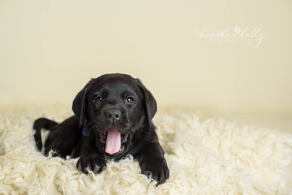black lab puppy yawning during newborn puppy photo session