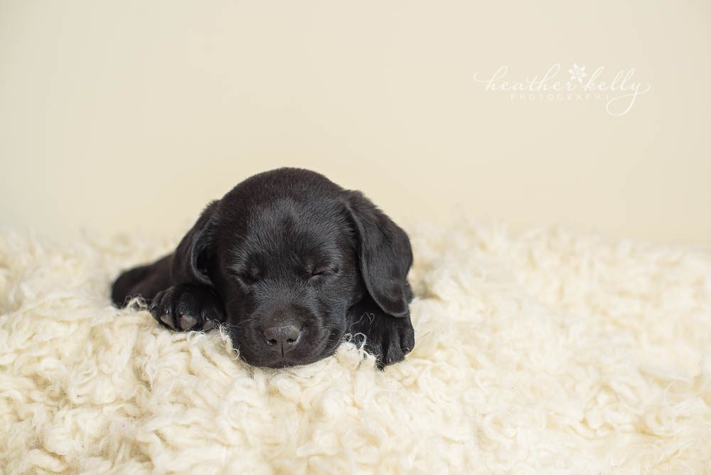adorable lab puppy sleeping during newborn puppy photo session