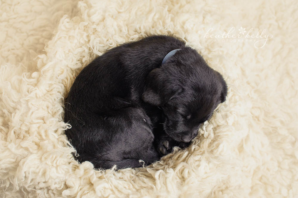 Newborn puppy photo session