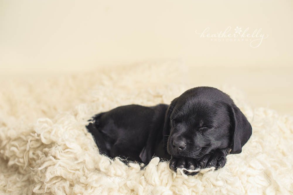 newborn puppy photography black lab puppy sleeping. Newborn puppy photo session. 