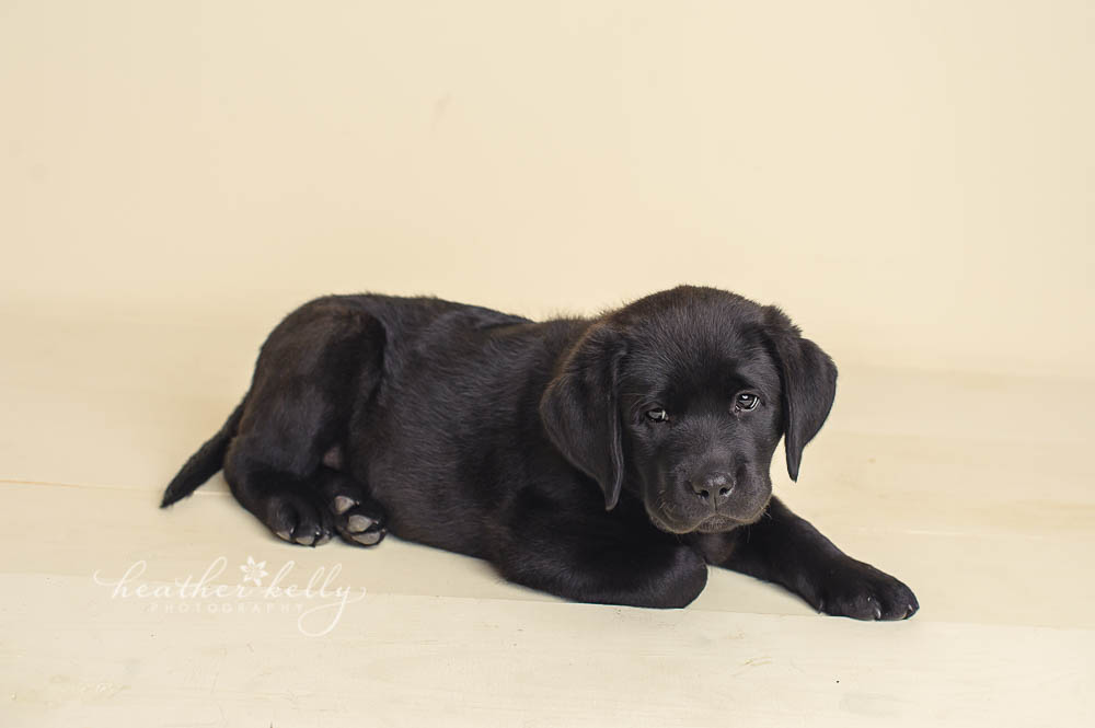 8 week old black lab puppy professional photography. Newborn puppy photo session. 