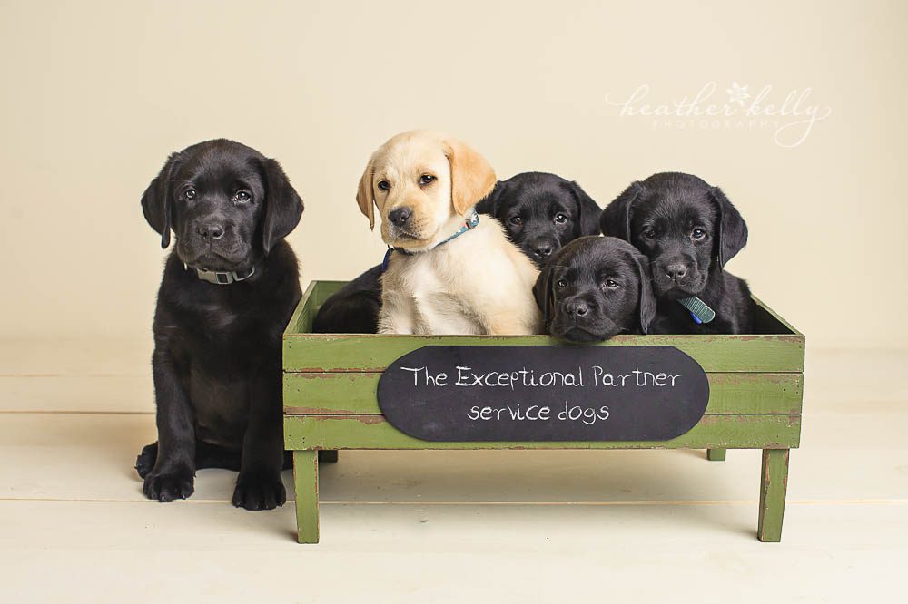 five lab puppies in crate photo. Newborn puppy photo session. Puppy photography. 
