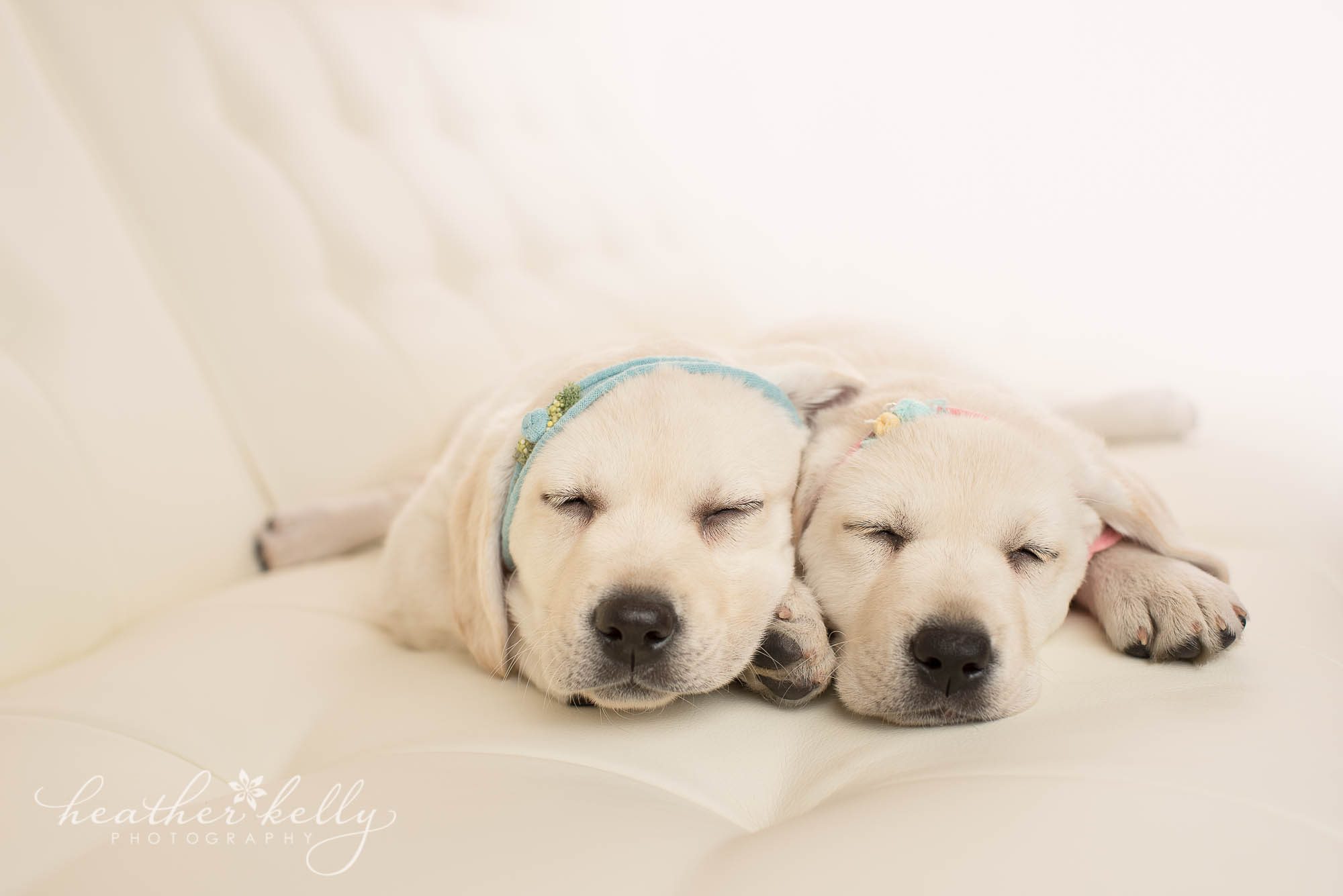 newborn puppy photography ct. service therapy dogs