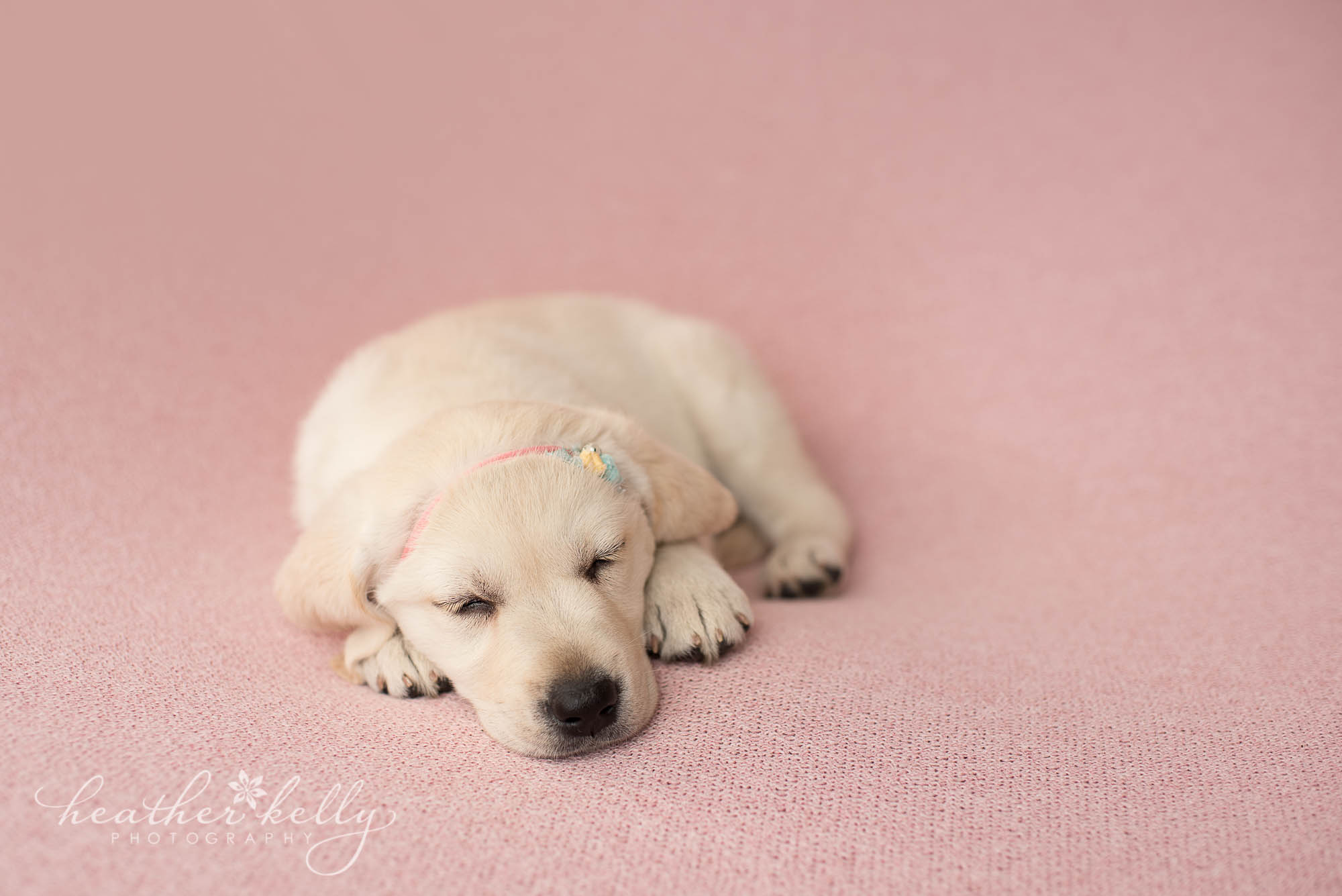 ct newborn puppy photography. psychiatric service dogs in training