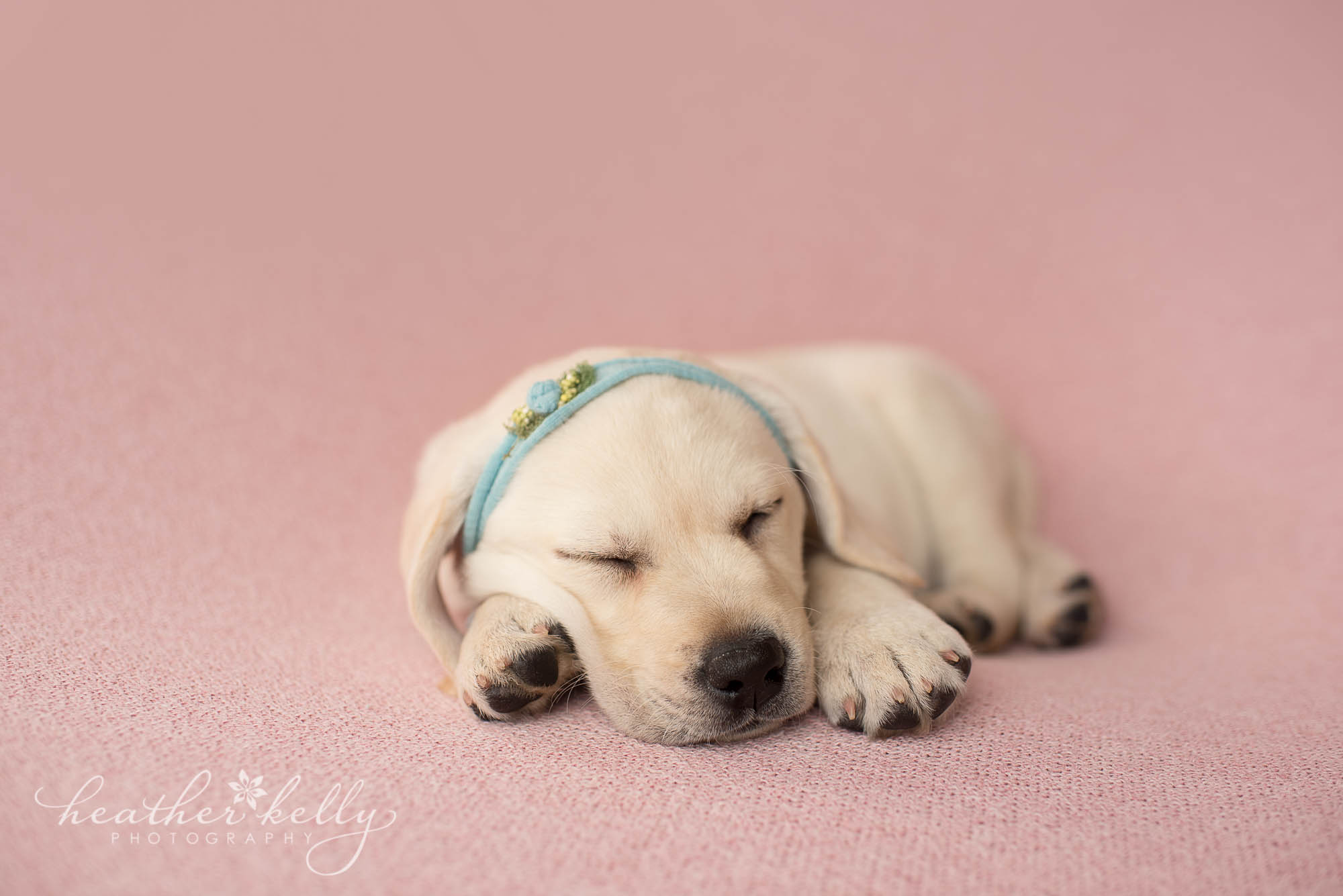 service dog in training. newborn puppy photography