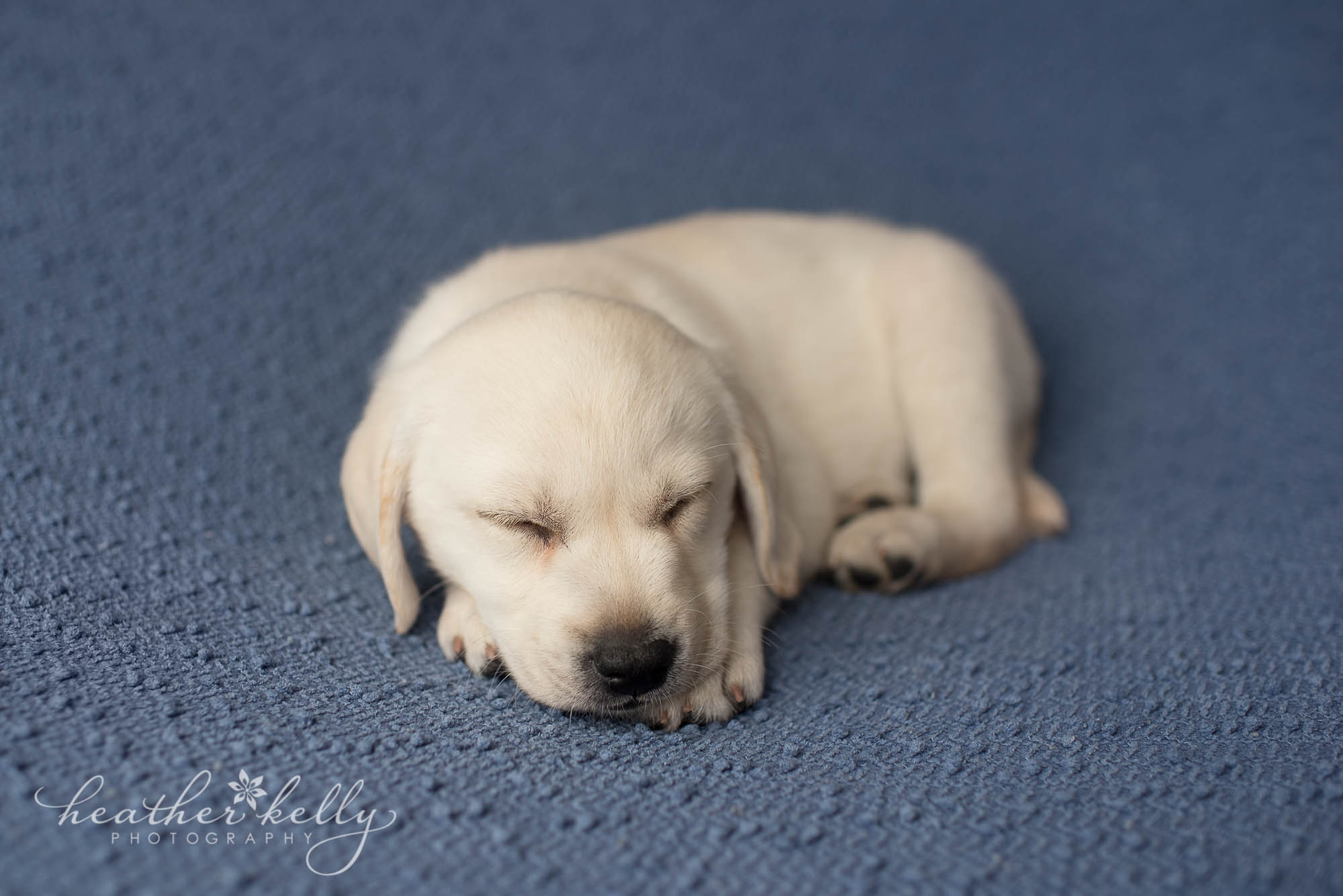 newborn puppy photography. ct service therapy dogs
