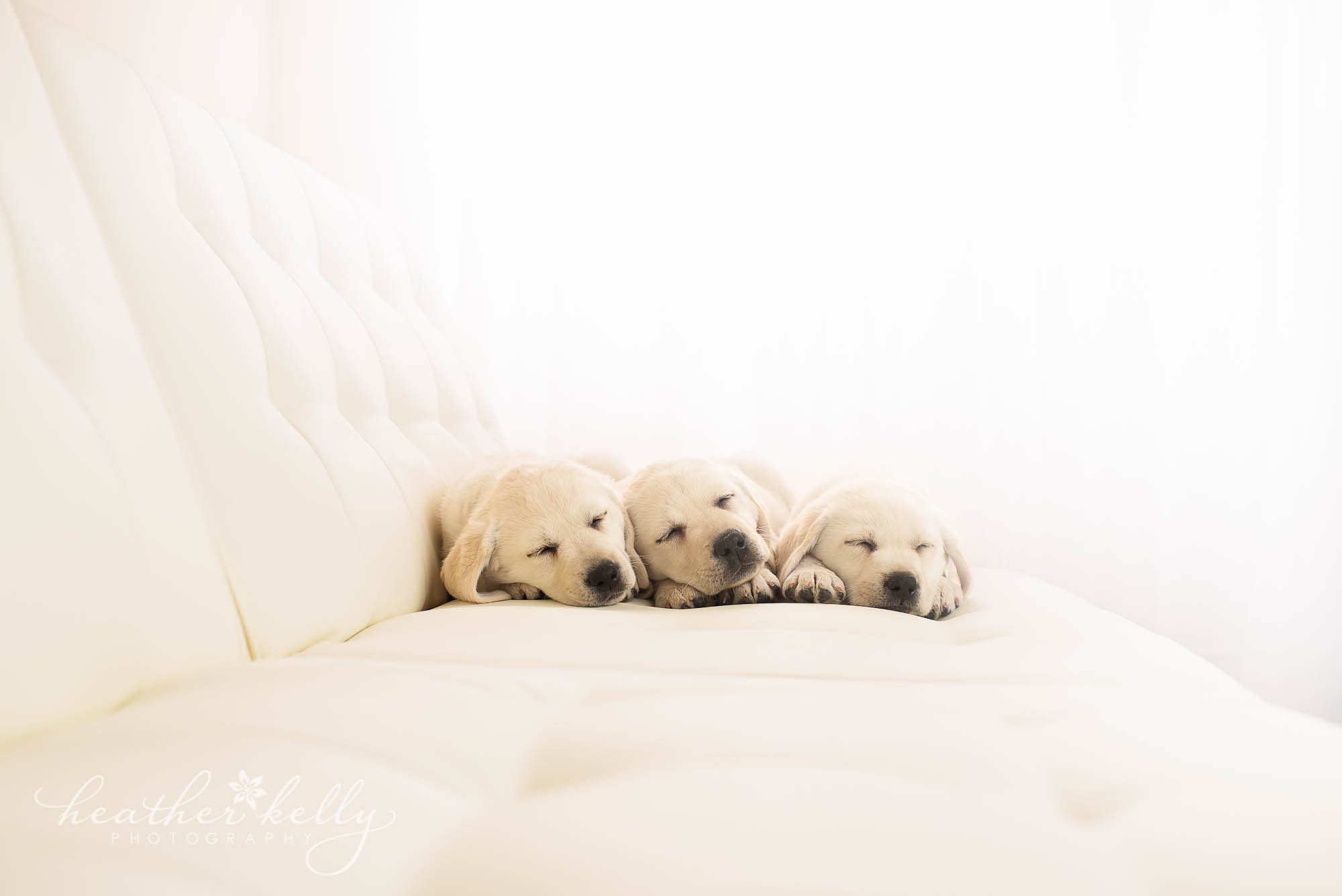 three puppies sleeping. newborn puppy photography