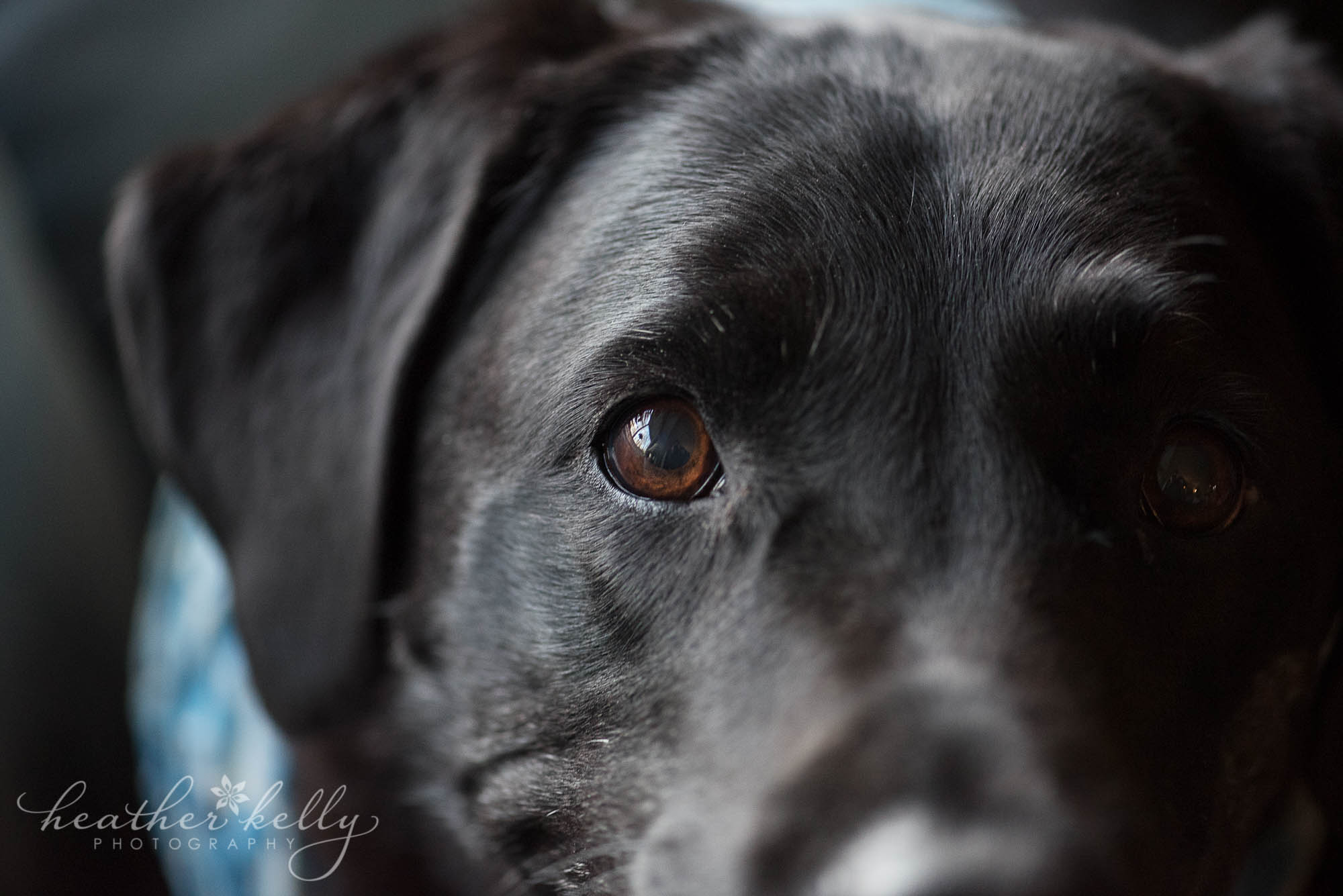 newtown ct pet photography. Close up of black lab
