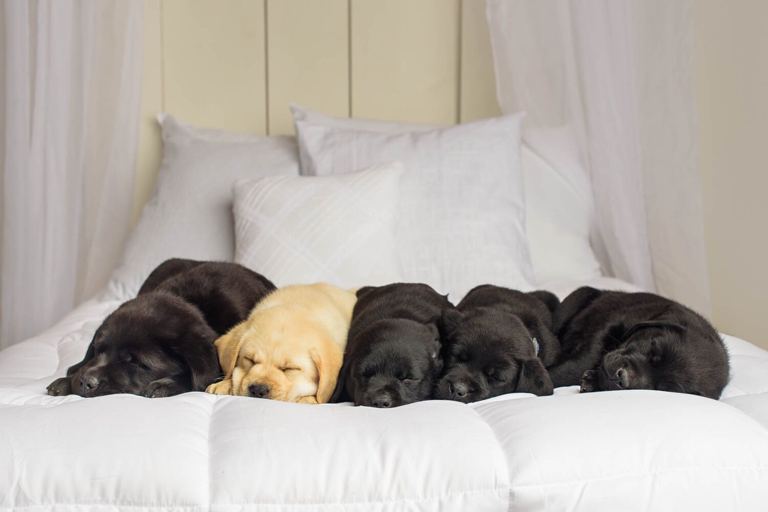 4 black lab puppies and one yellow lab puppy all sleep next to each other on a bed. 