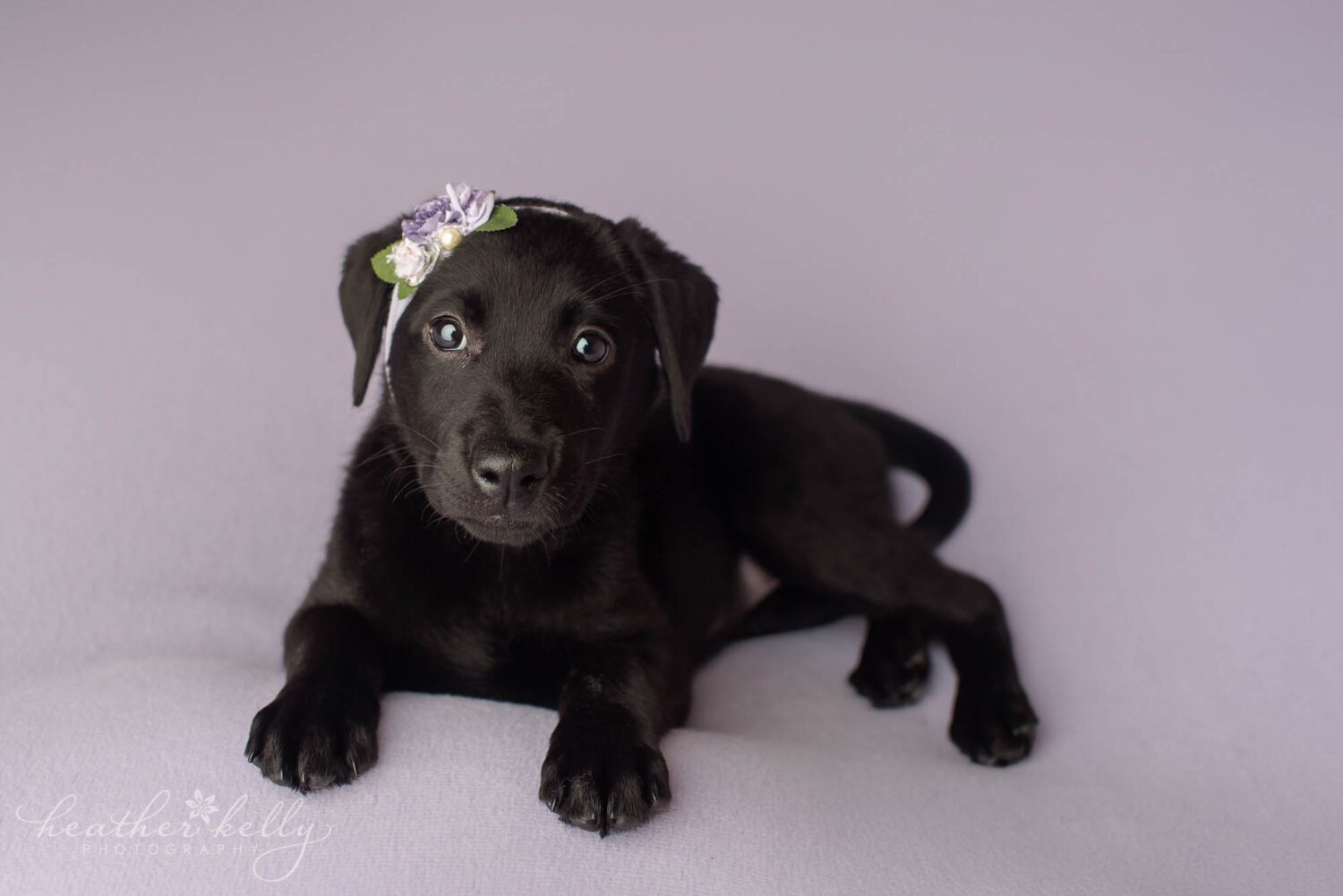 a service dog photography session. A black lab puppy wears a purple headband and is on a purple backdrop. She is training to be a psychiatric service dog. 