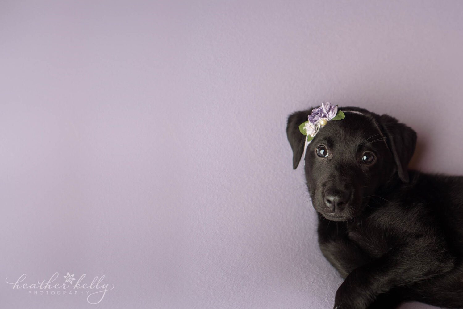 A black lab puppy wears a purple headband and is on a purple backdrop. She is training to be a psychiatric service dog. 