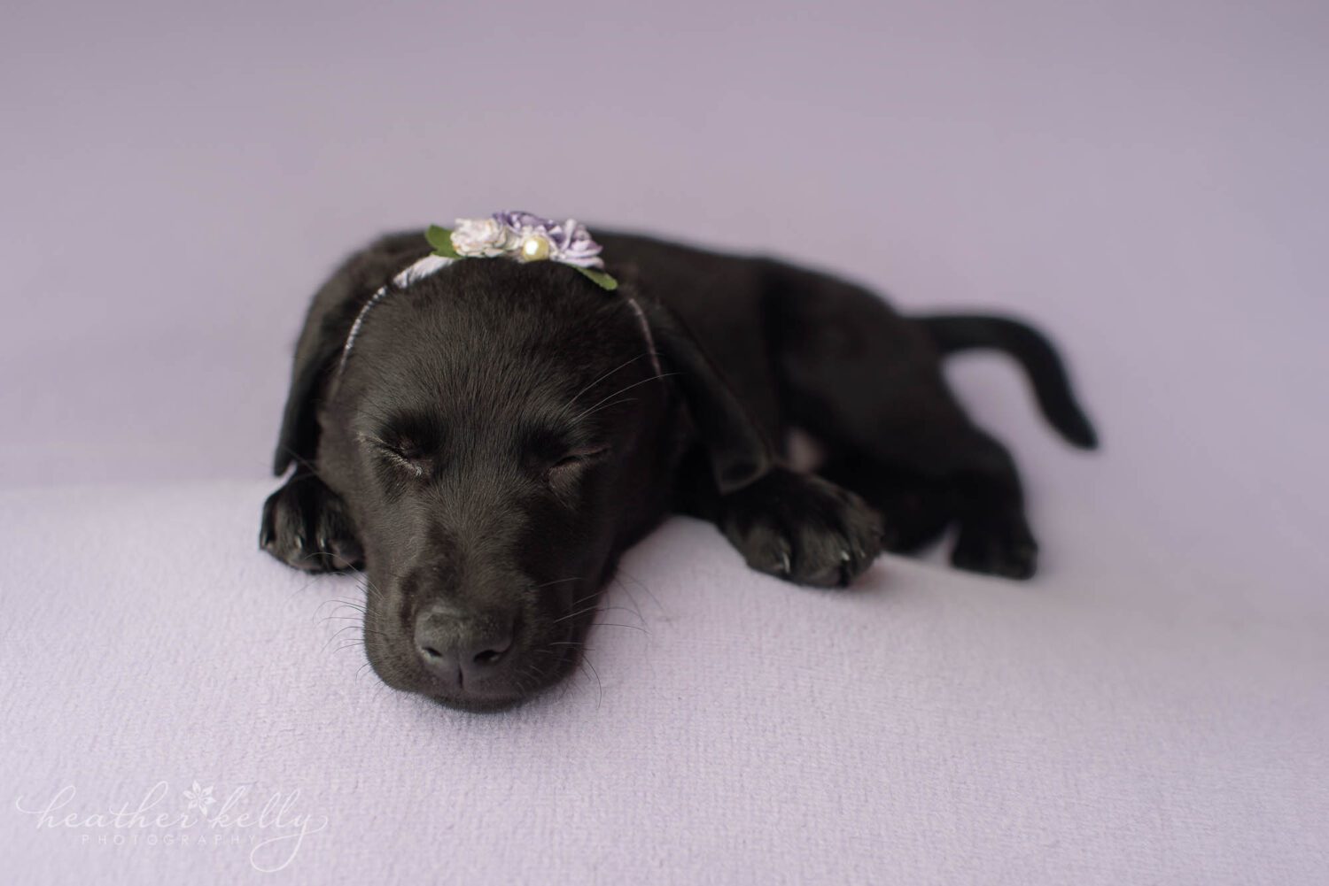 a service dog photography session. A black lab puppy is sleeping and wears a purple headband and is on a purple backdrop. She is training to be a psychiatric service dog. 