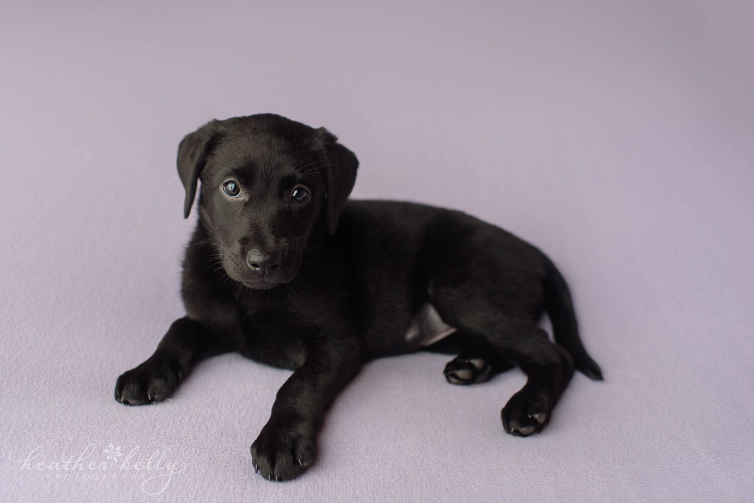 A service dog in training puppy is photographed on a purple blanket. 