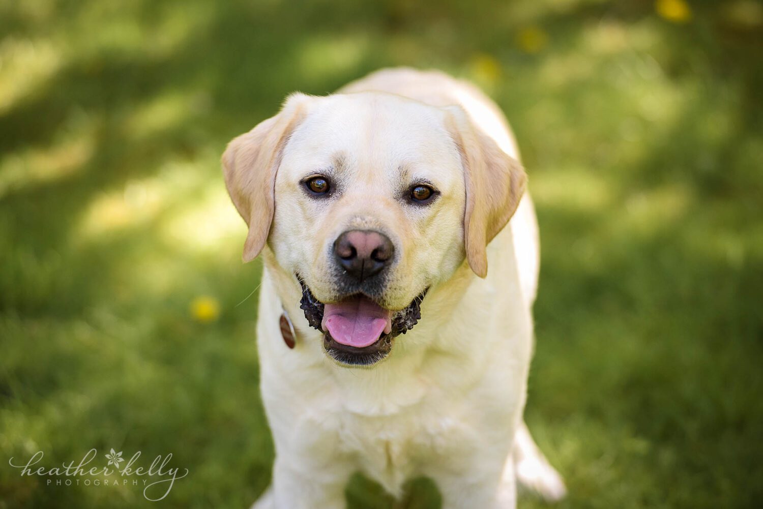 A photo of a yellow lab who is a service dog in training. He is outside on lush green grass, staring into the camera. 