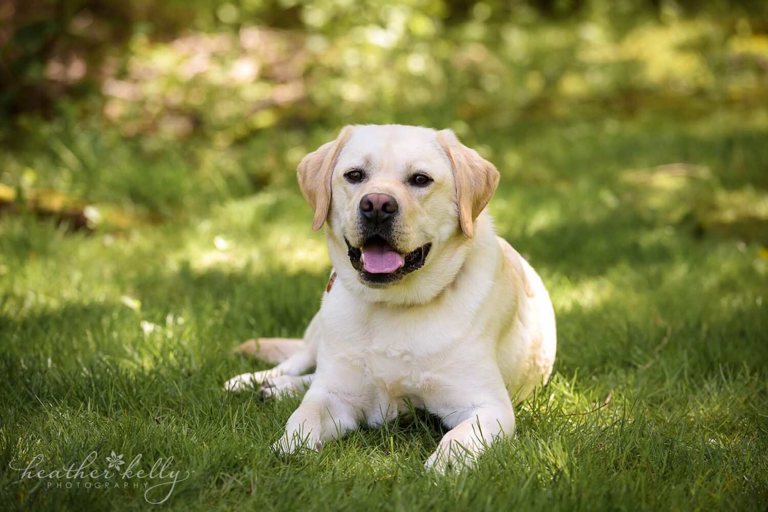 A photo of a yellow lab who is a service dog in training. He is laying outside on lush green grass, staring into the camera. 