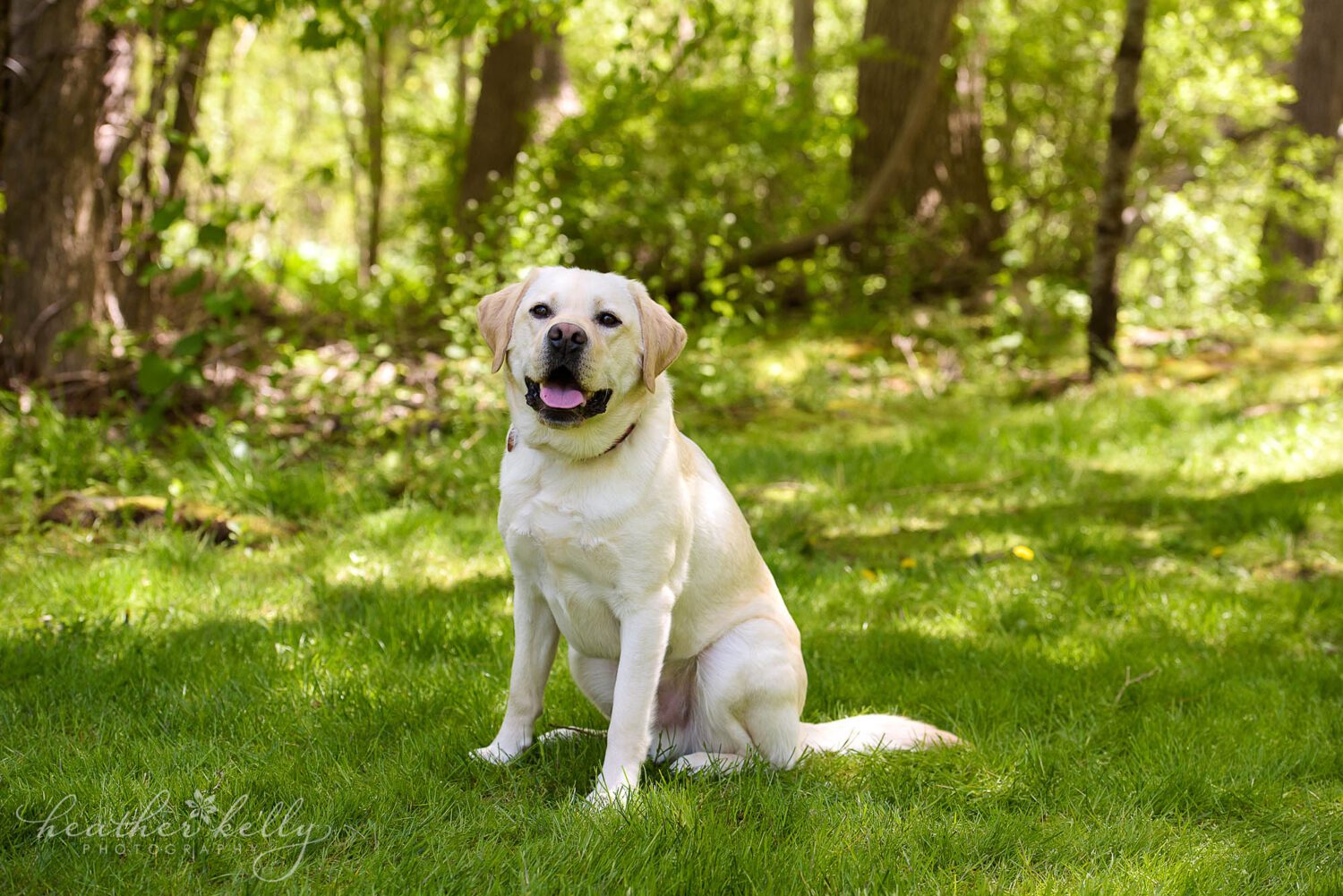 A photo of a yellow lab who is a service dog in training. He is outside on lush green grass, staring into the camera.