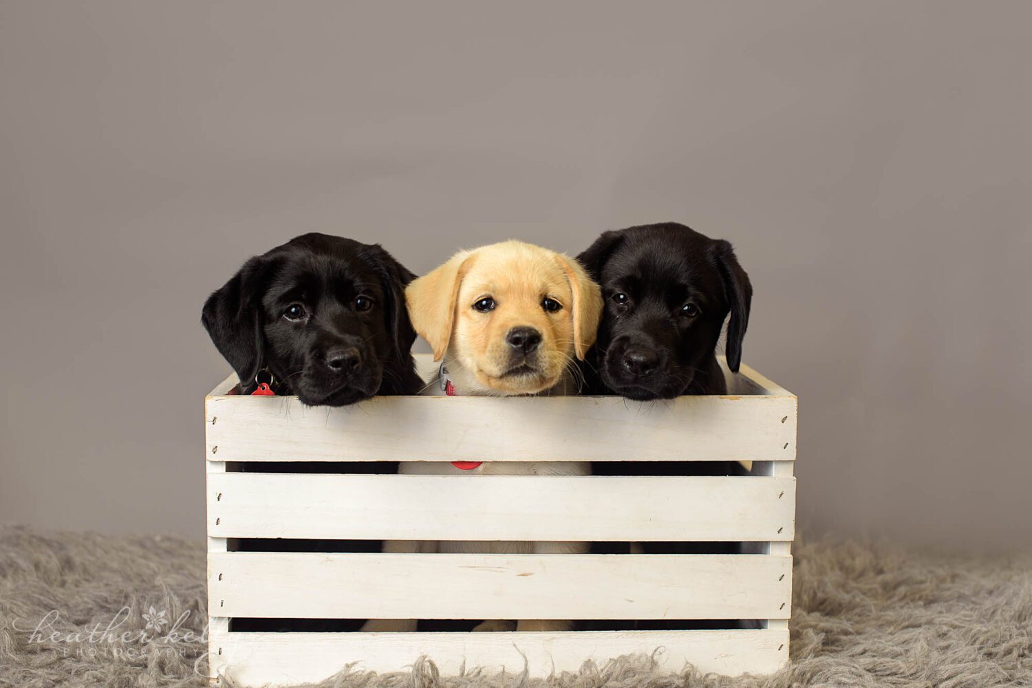 a yellow lab and two black lab puppies are sitting in a white crate. 