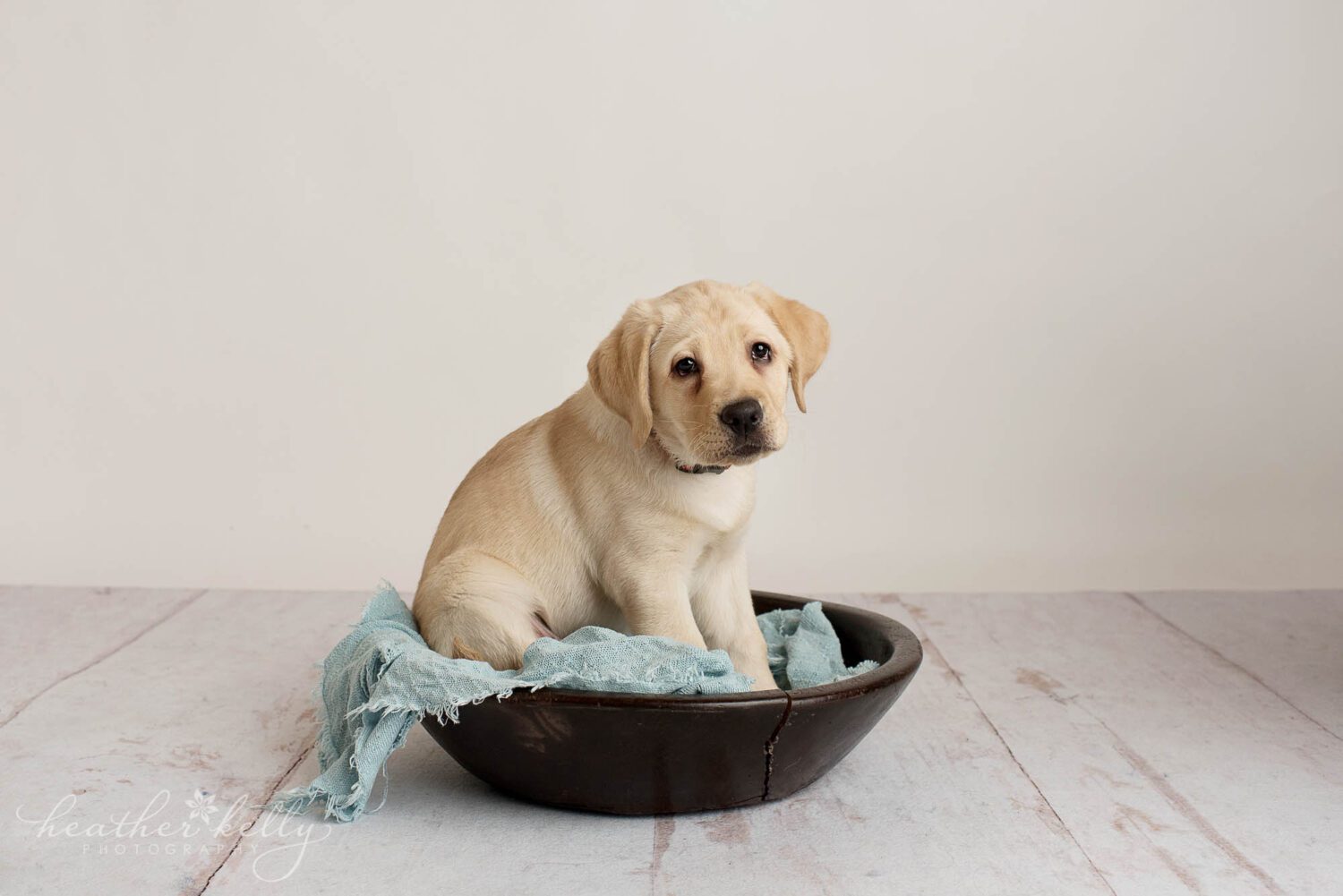 A yellow lab puppy is posing in a bowl with a blue blanket. 