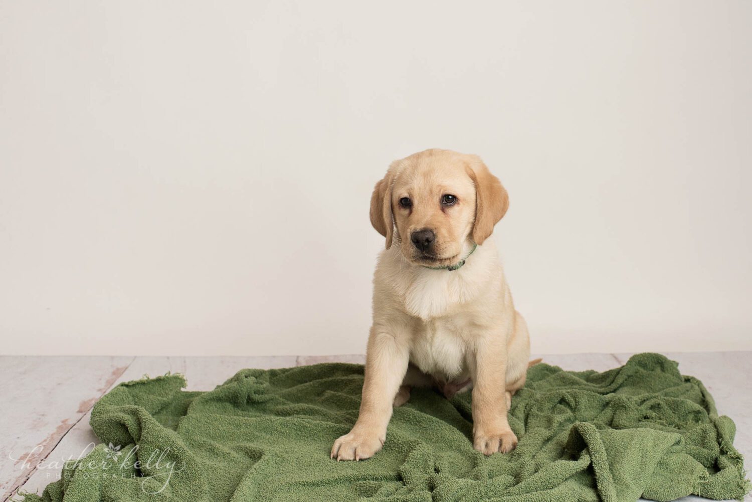 A yellow lab poses for his photoshoot on a green blanket. 