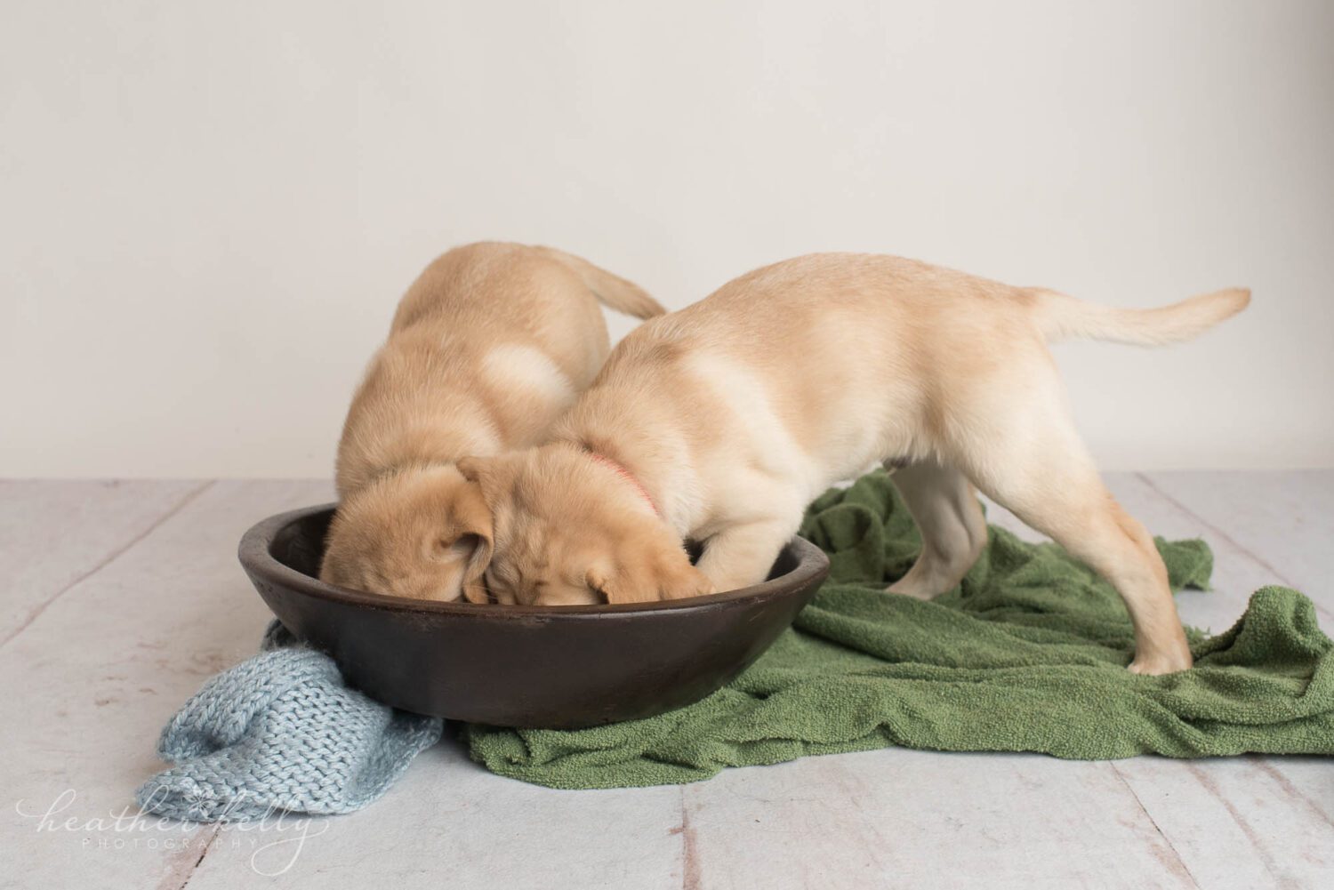 two yellow lab puppies fail their photoshoot