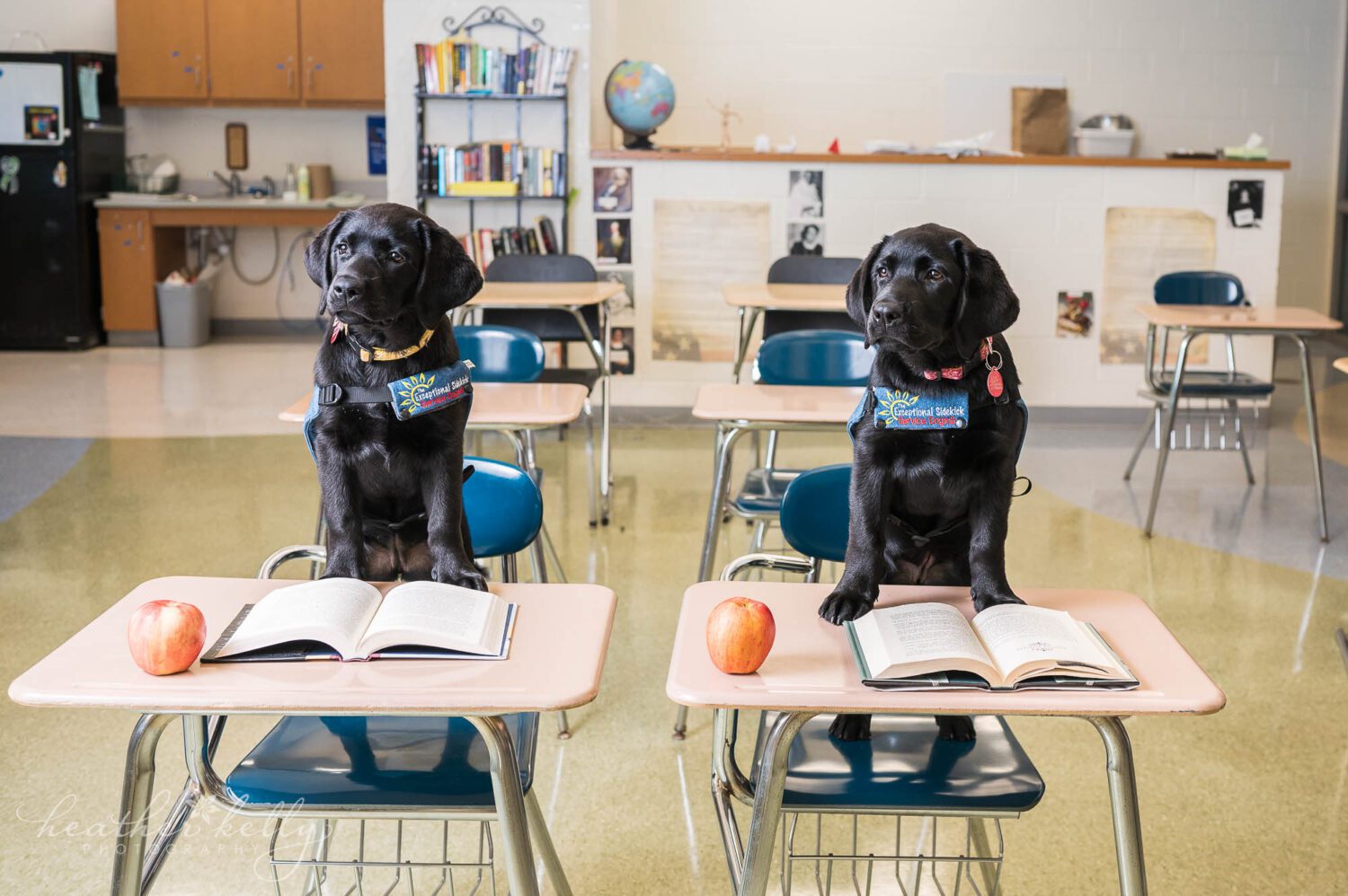 two service dogs in training sit at school desks in a classroom. There is an open text book and an apple on the desks. 