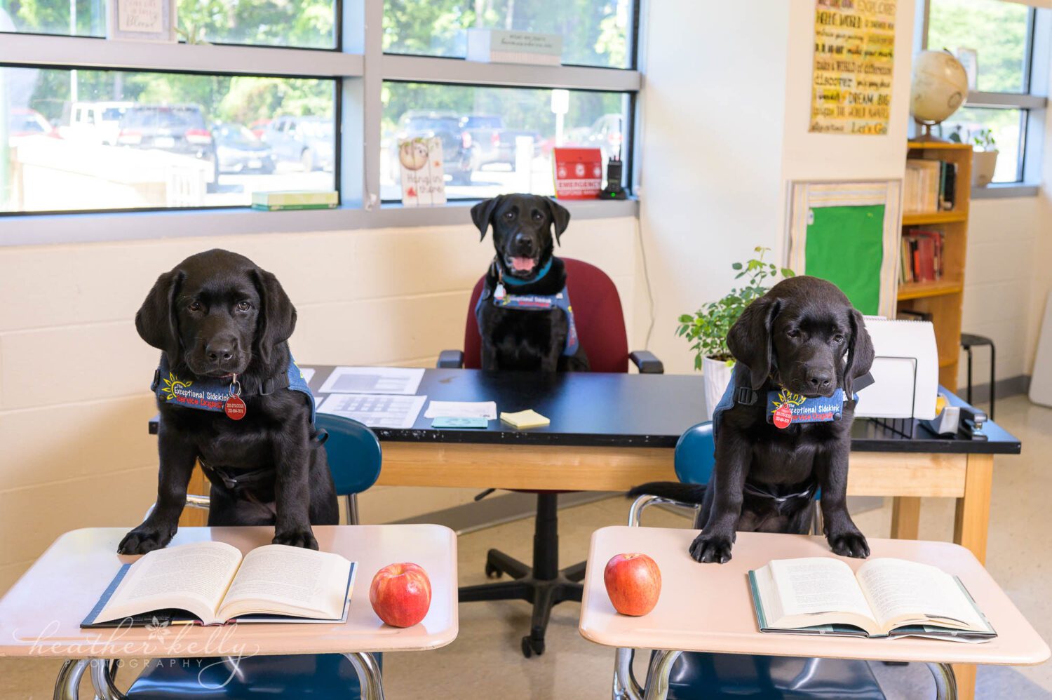 two service dogs in training sit at school desks in a classroom. There is an open text book and an apple on the desks. There is a third dog behind the puppies at the teachers desk. 
