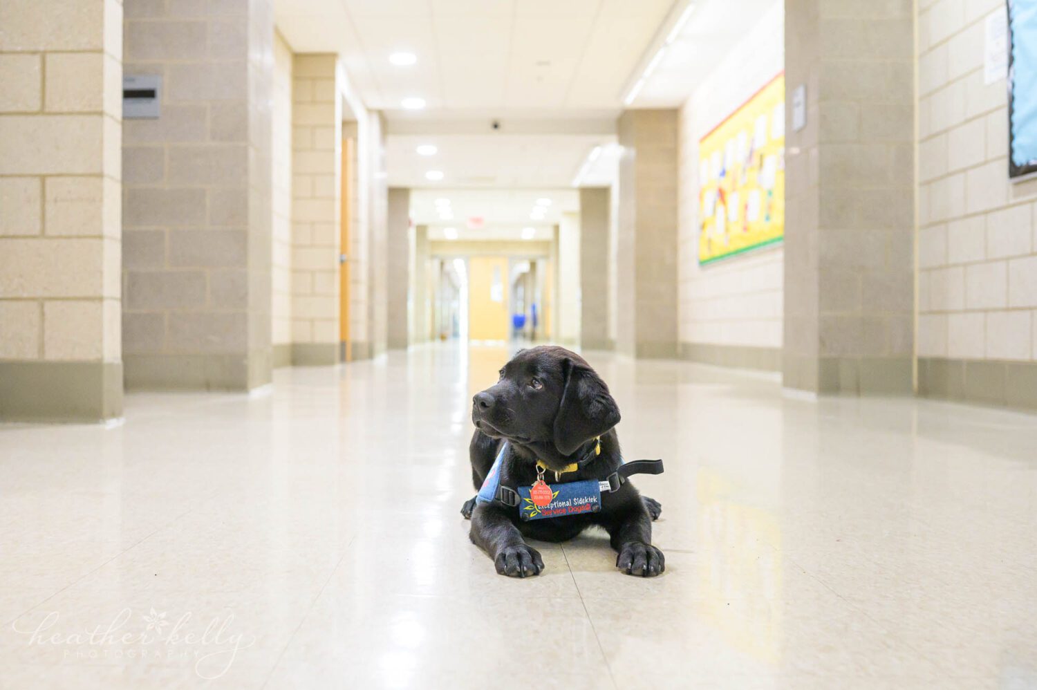 A black lab puppy poses in a high school hallway. 