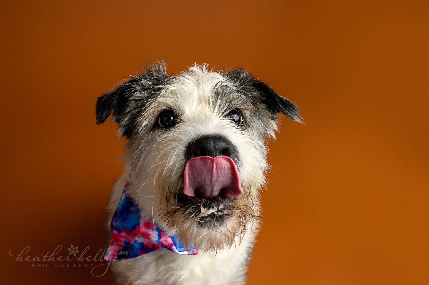 a newtown ct dog portrait session. A terrier is licking her nose