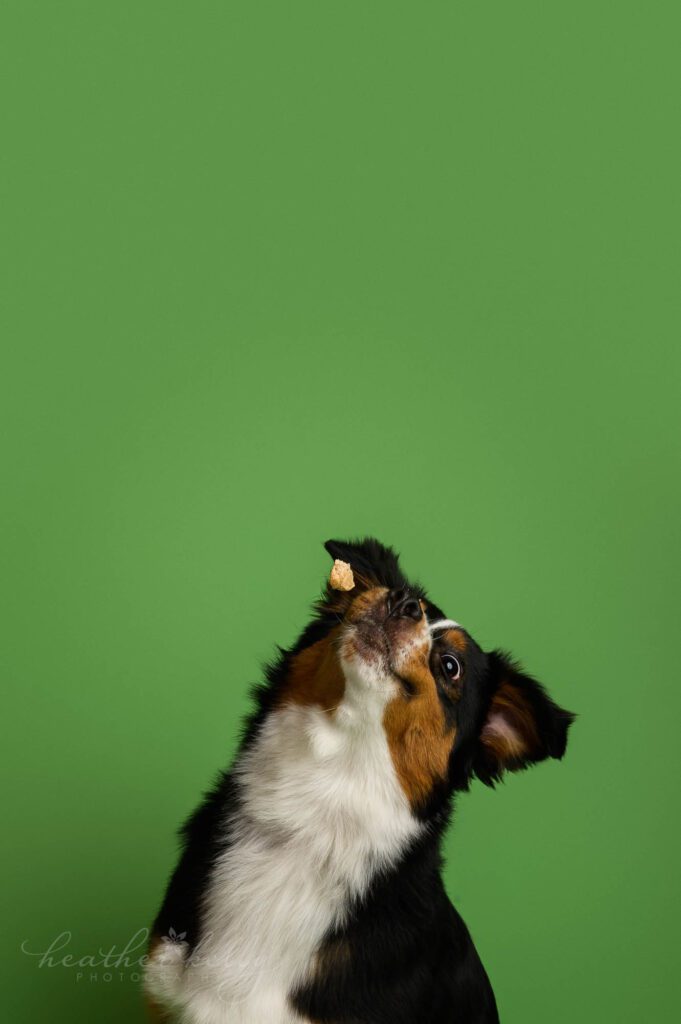 ct dog photographer captures a dog on a green background with a piece of food flying down