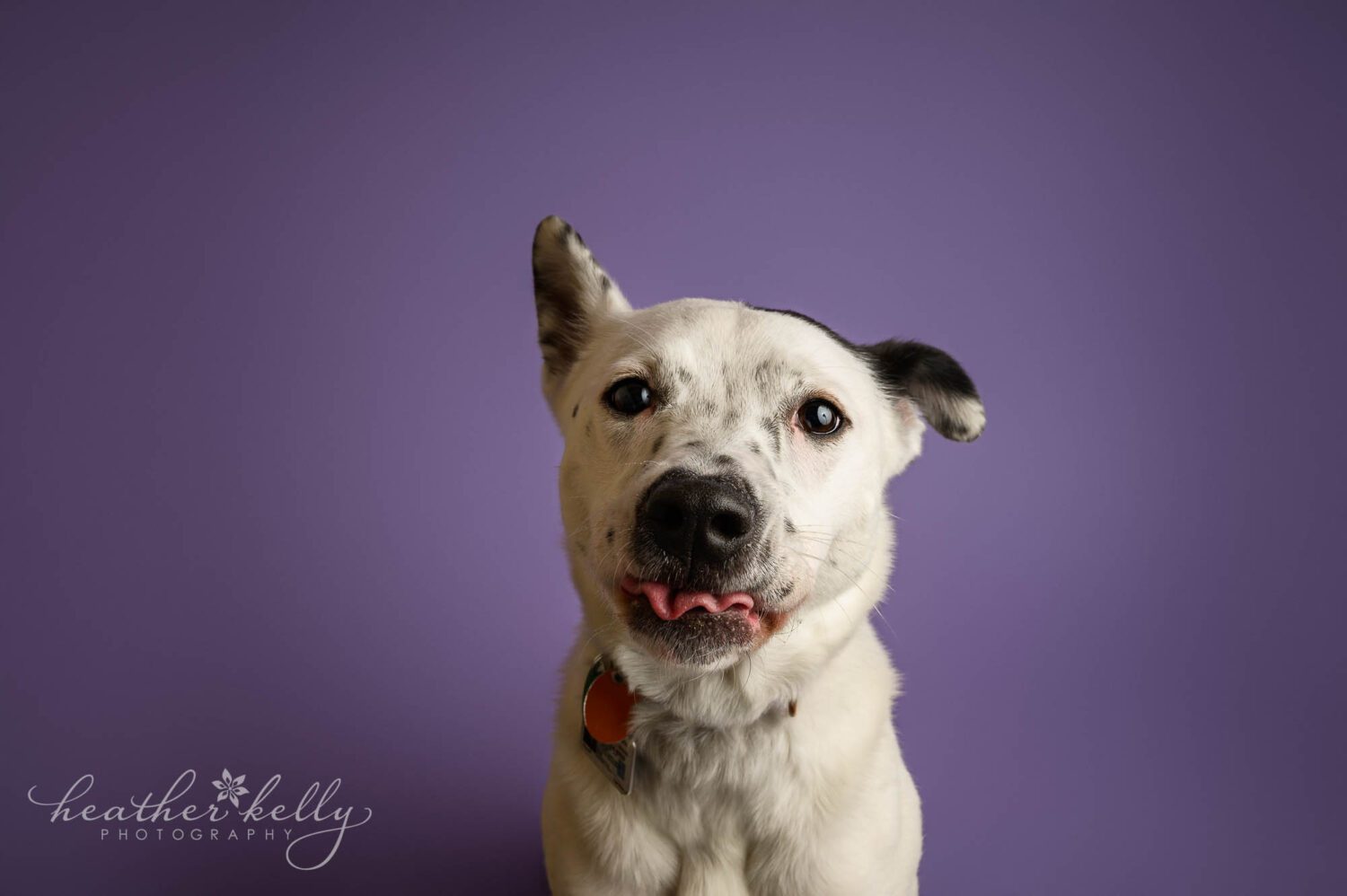 a dog with a purple background and a wrinkly tongue sticking out during a studio session