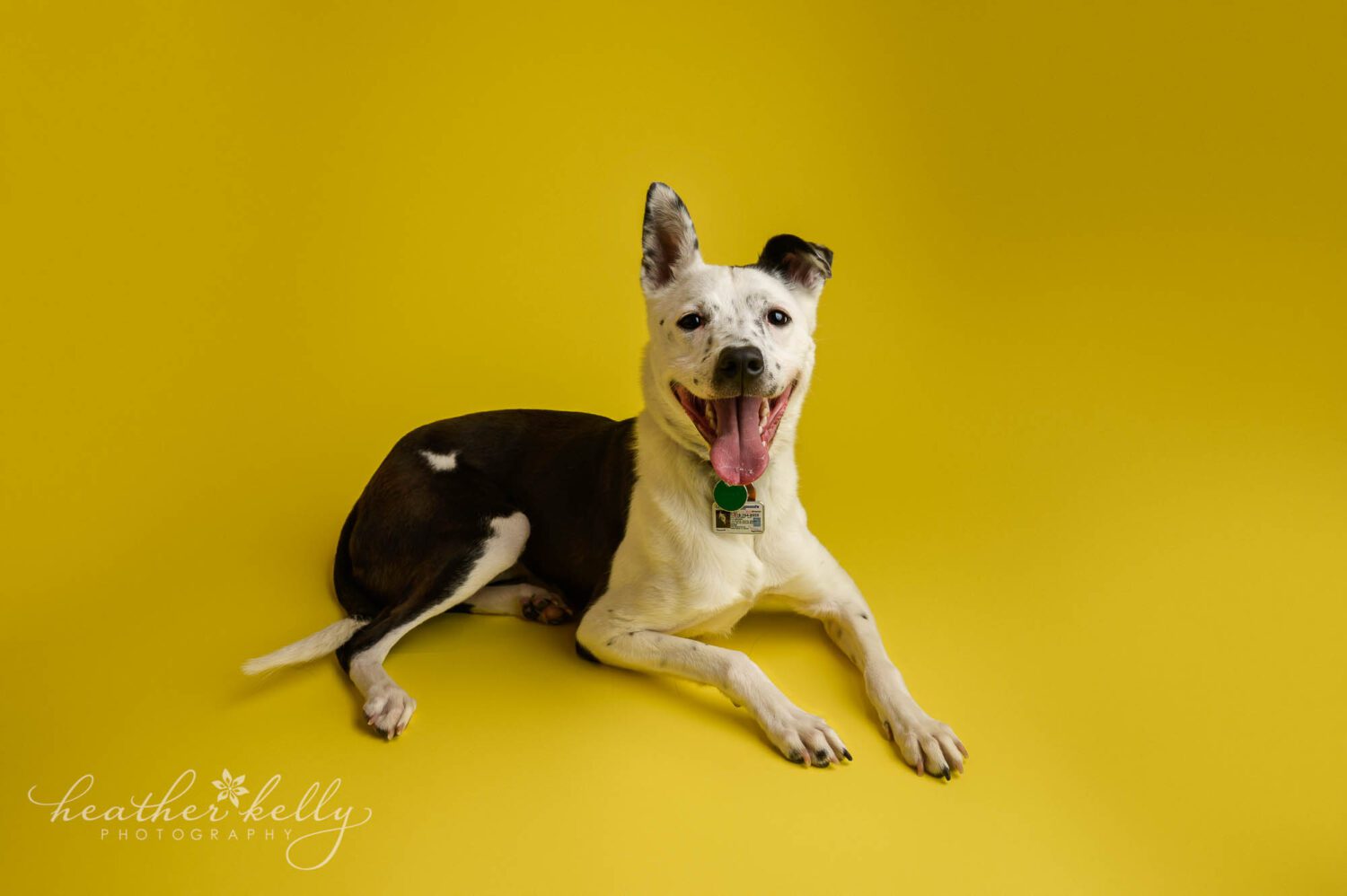 a dog photography session in a studio with a yellow background