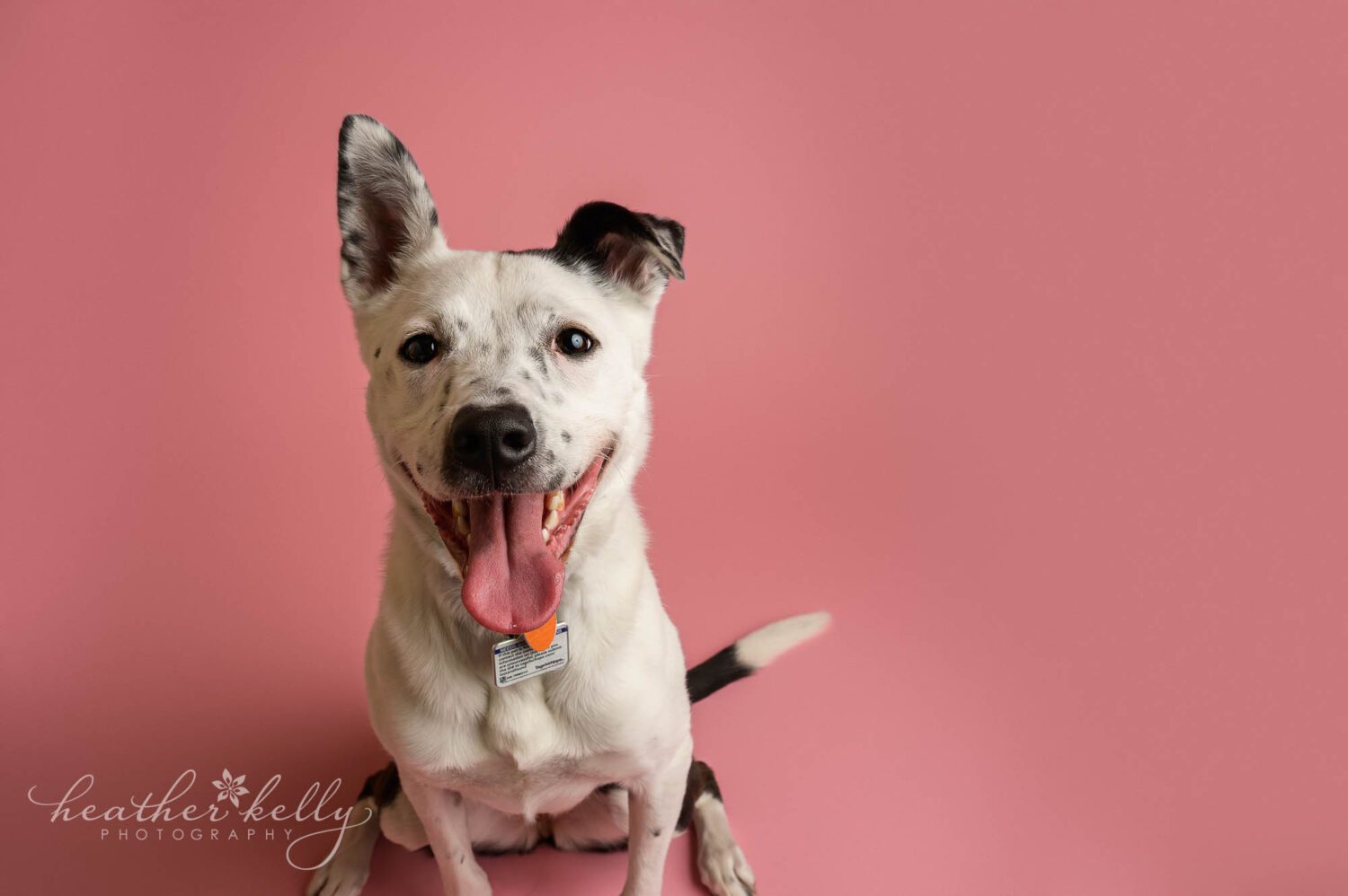 a dog sits on a pink backdrop and looks at the camera with their tongue sticking out 