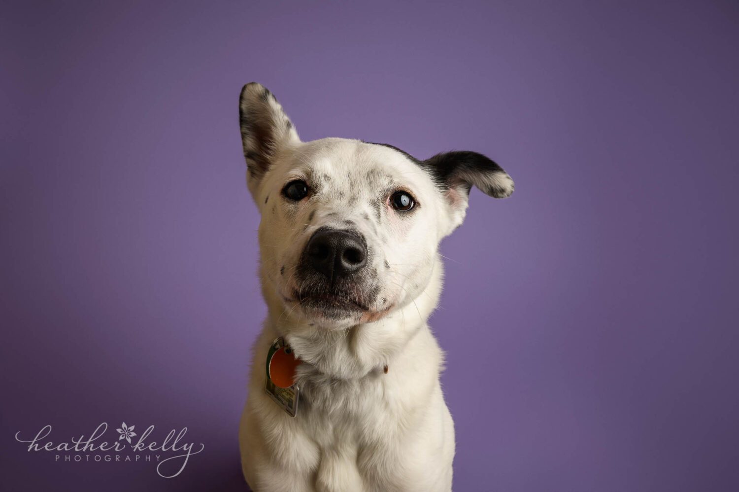 ct dog portrait photography