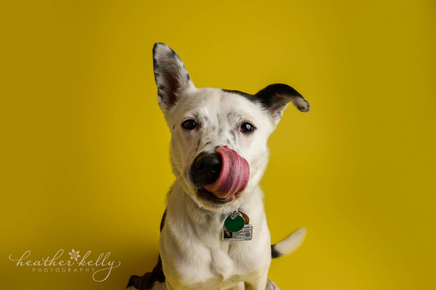 a dog licks her nose while looking at the camera. There is a bright yellow background 