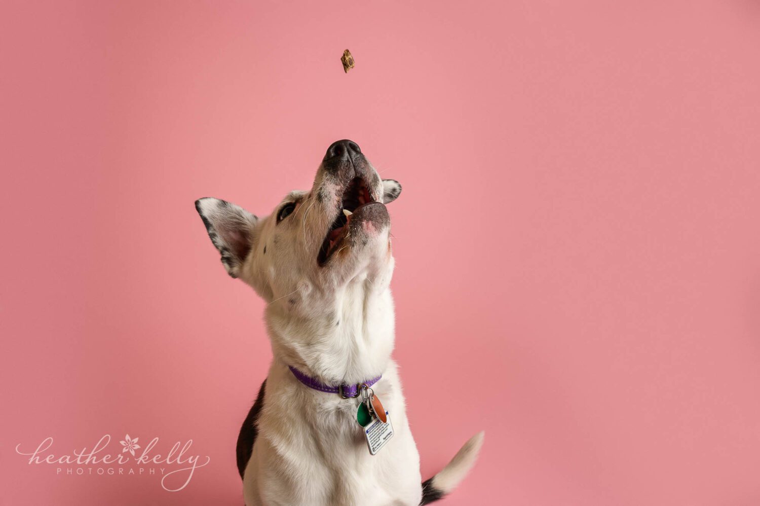 a dog tries to catch a treat in the air. There is a pink background 