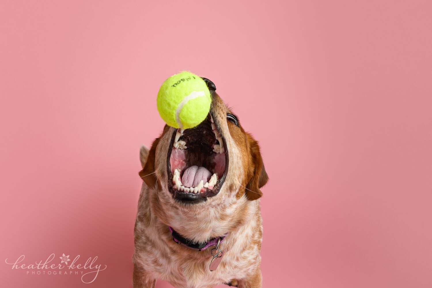dog catching ball in it's mouth. newtown ct dog photography