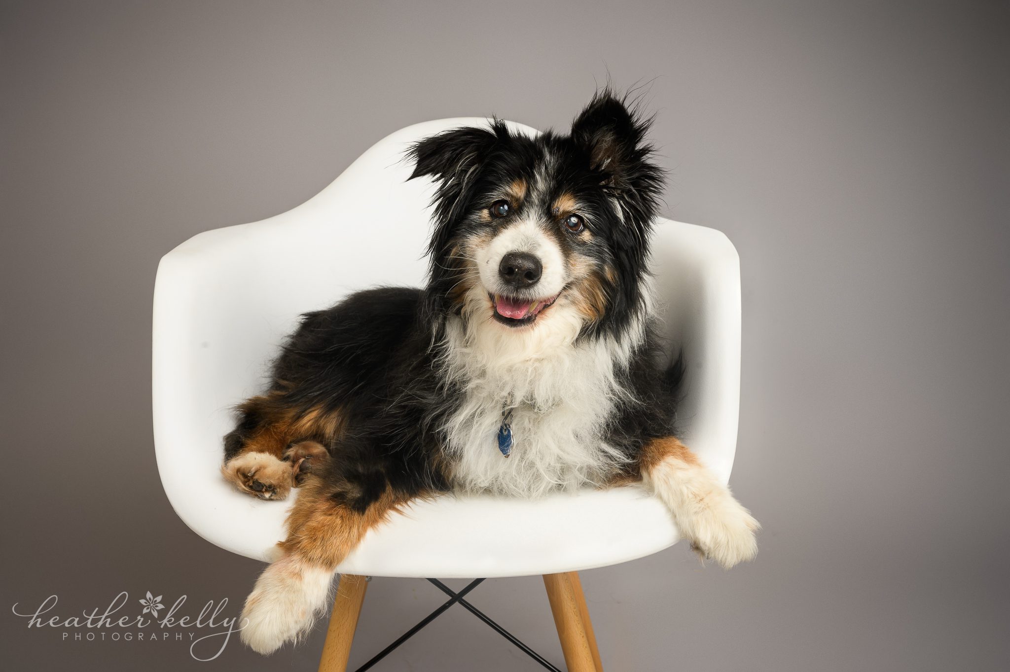 An elderly dog poses on a white chair with a gray backdrop doing a professional photo shoot in CT.